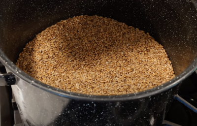 Grain Spawn - Wheat